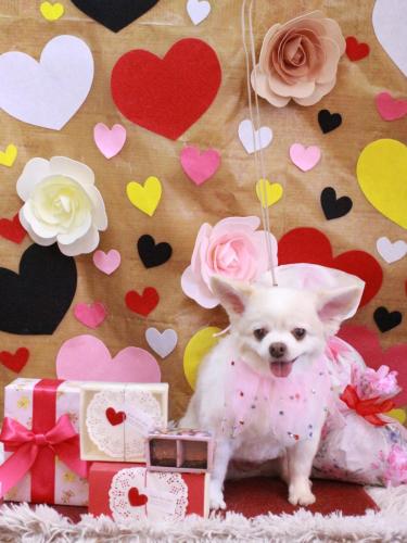 20230217ななちゃん